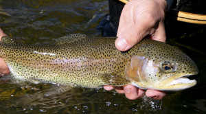 Wilder On The Taylor Rainbow Trout