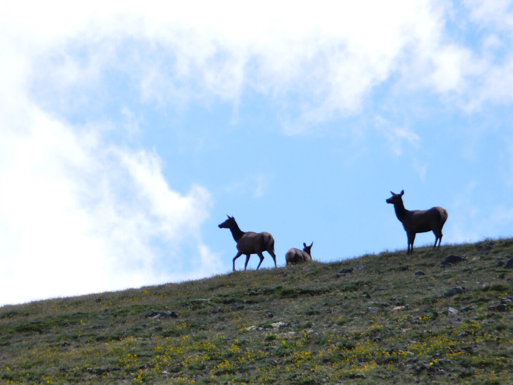 New Listing Ranch Estate 19 Danni Ranch Crested Butte