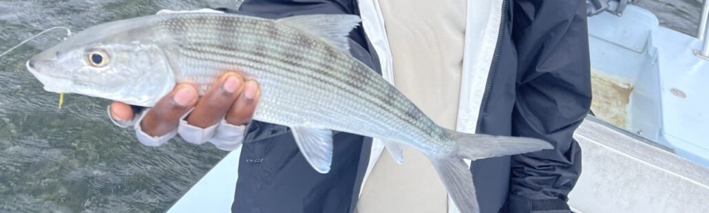 Fly Fishing Bonefish Permit Roatan