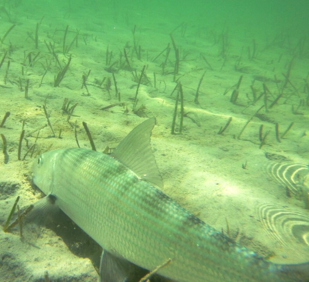 Fly Fishing Bonefish Permit Roatan